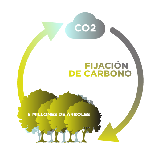 Innoliva_ESGInfographics_01-ES-v2 carbon sequestering